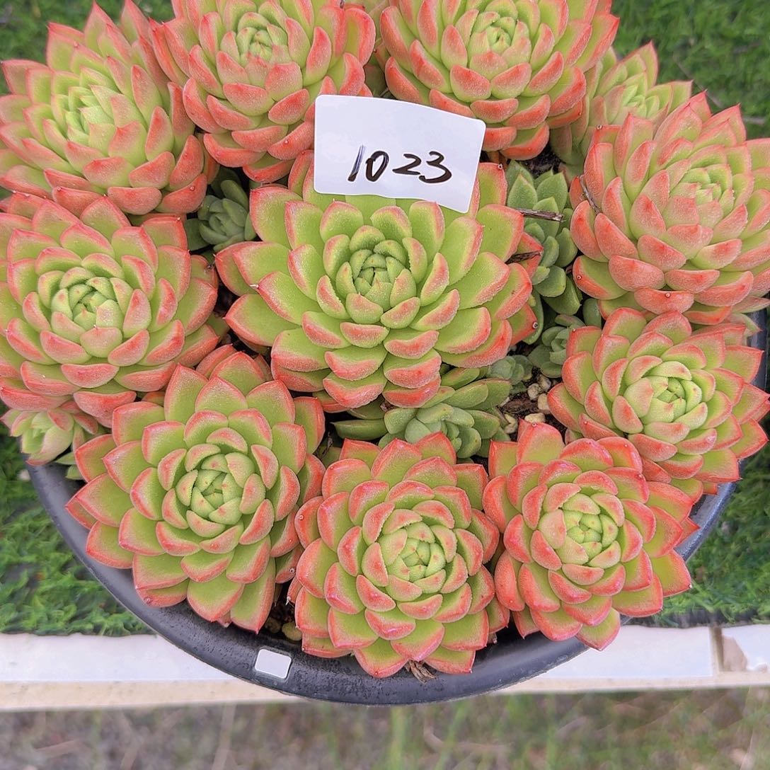 9***81023杂交多肉植物