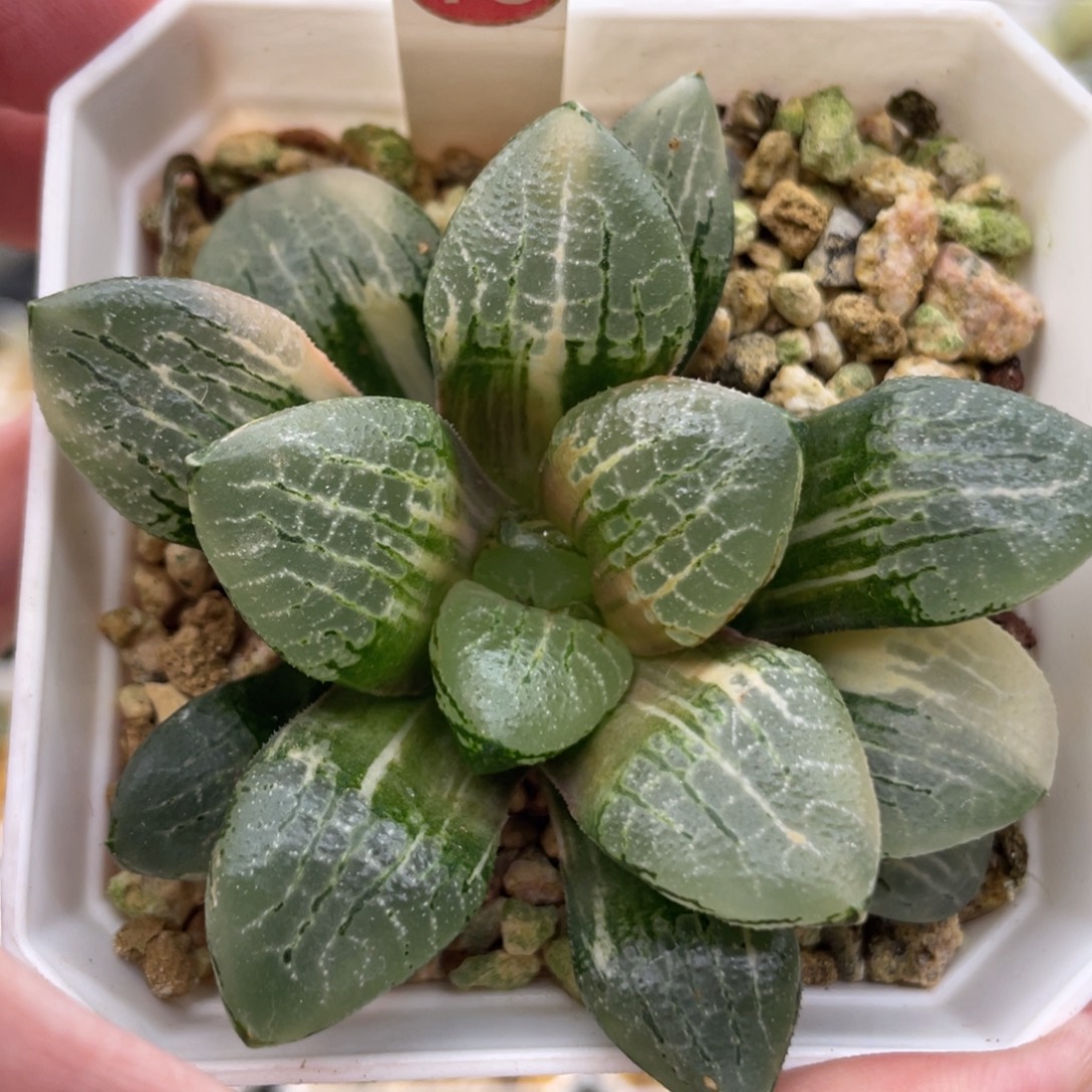 小蔡的菜园79万华镜锦 脱土发货