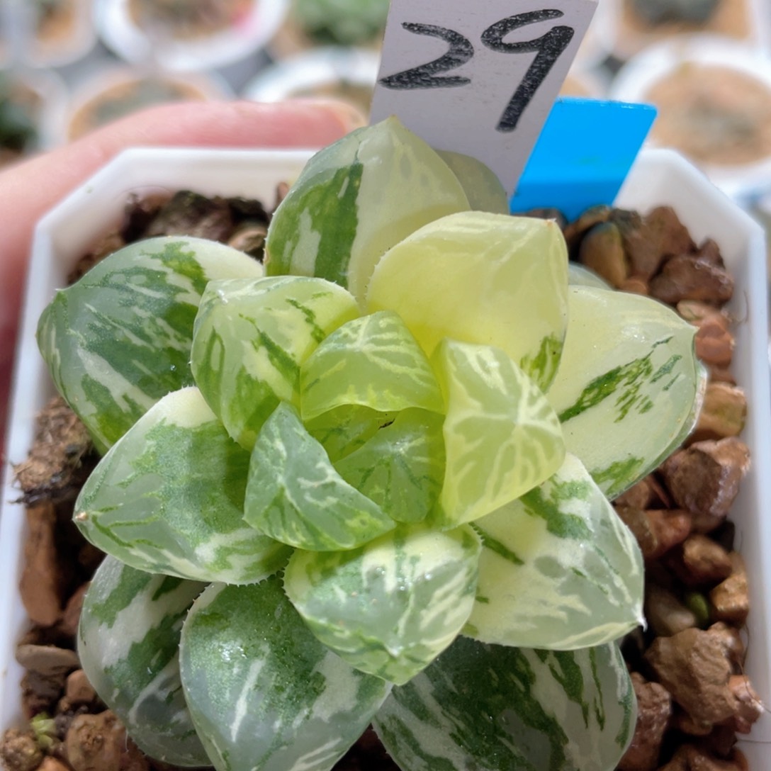 29圆头玉露锦。