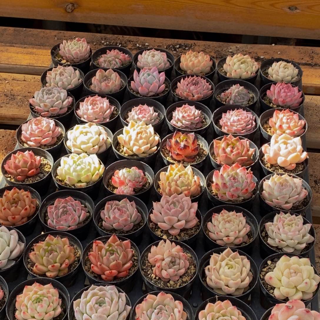 045多肉植物保护研究所所长