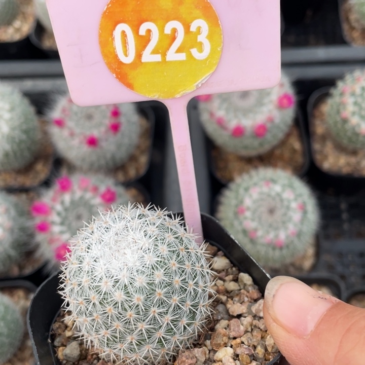 鱼***鱼实生两棵2600-022300000000