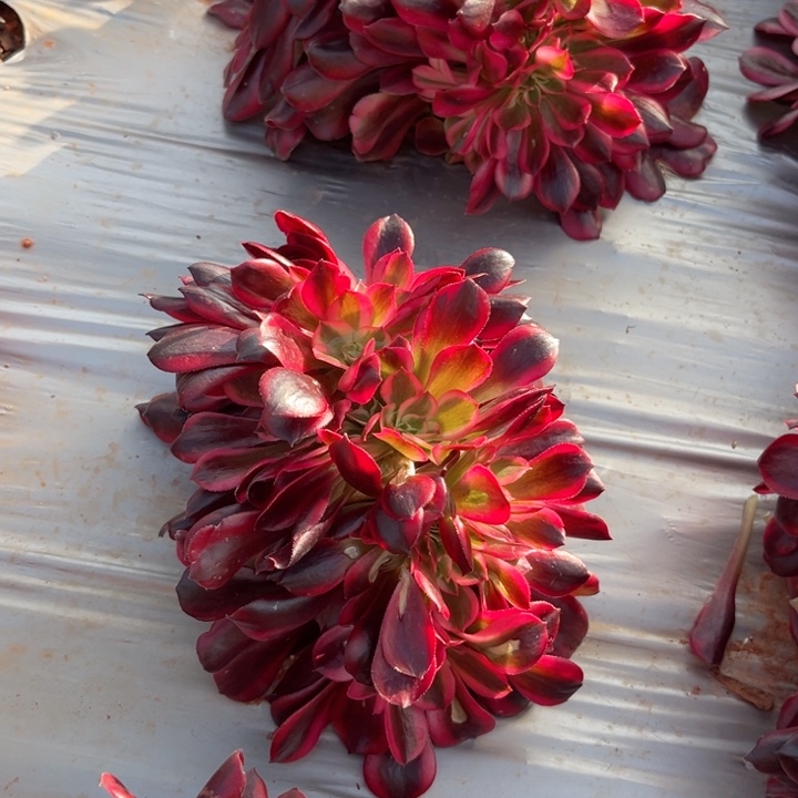 美杜莎缀多肉植物