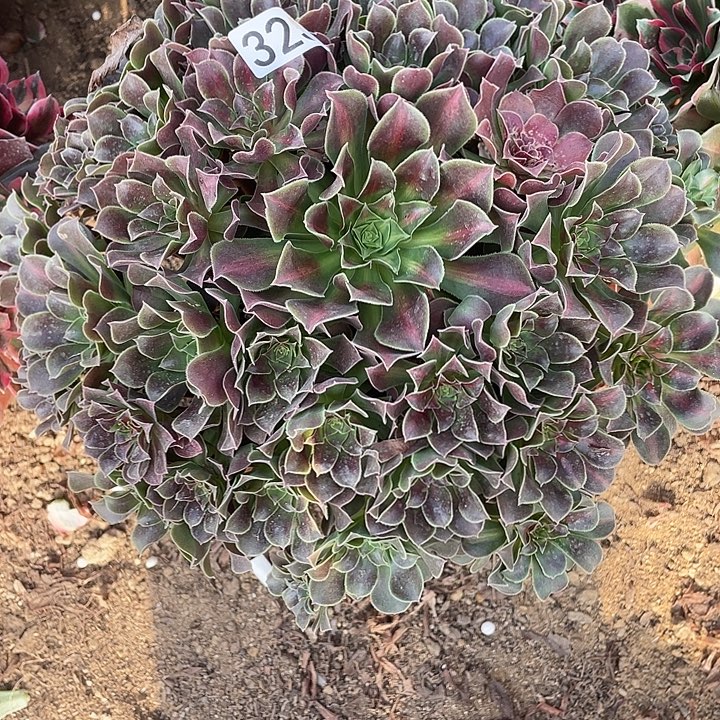 325女巫中斑多肉植物