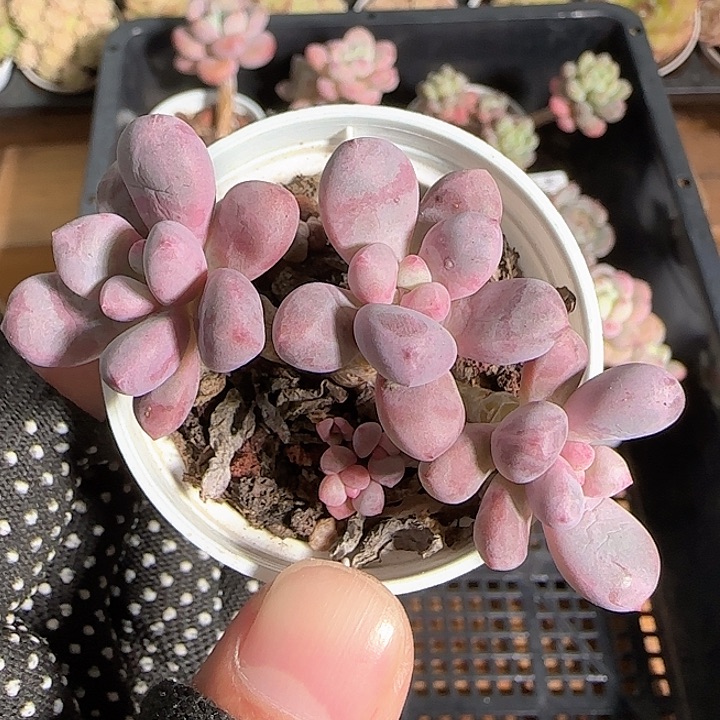 1119-----170福利小老桩