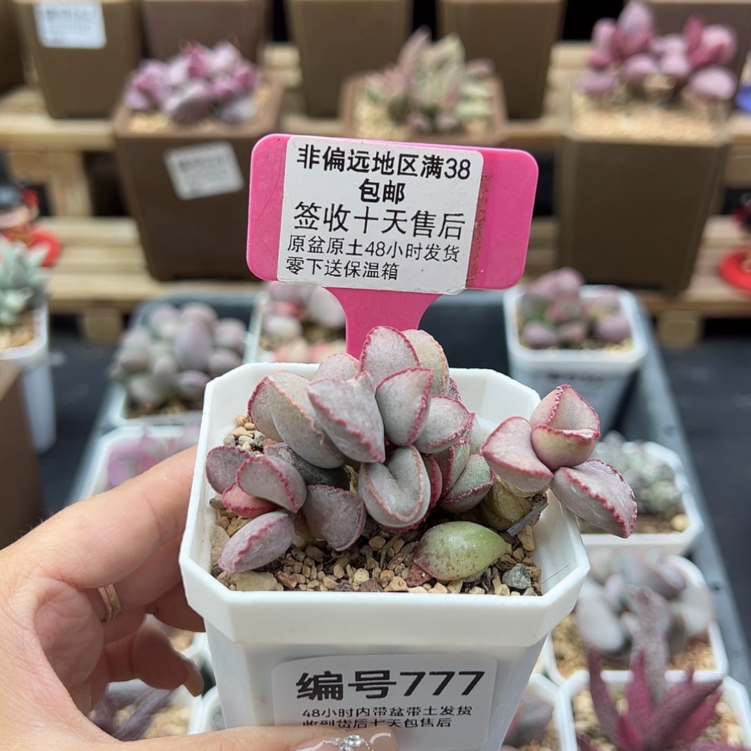 777金牛座多肉植物