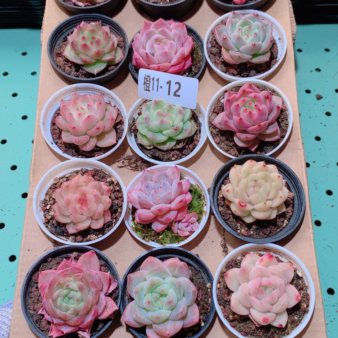 11-12一物一拍多肉带盆18颗