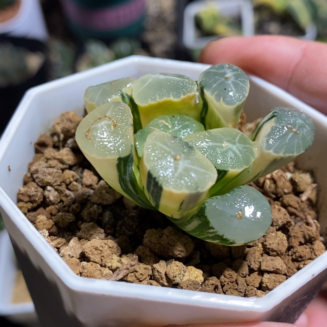 万象锦一颗 新年福利