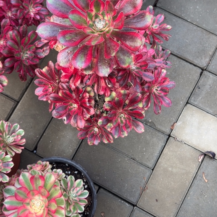 香奈儿多肉汁姿态