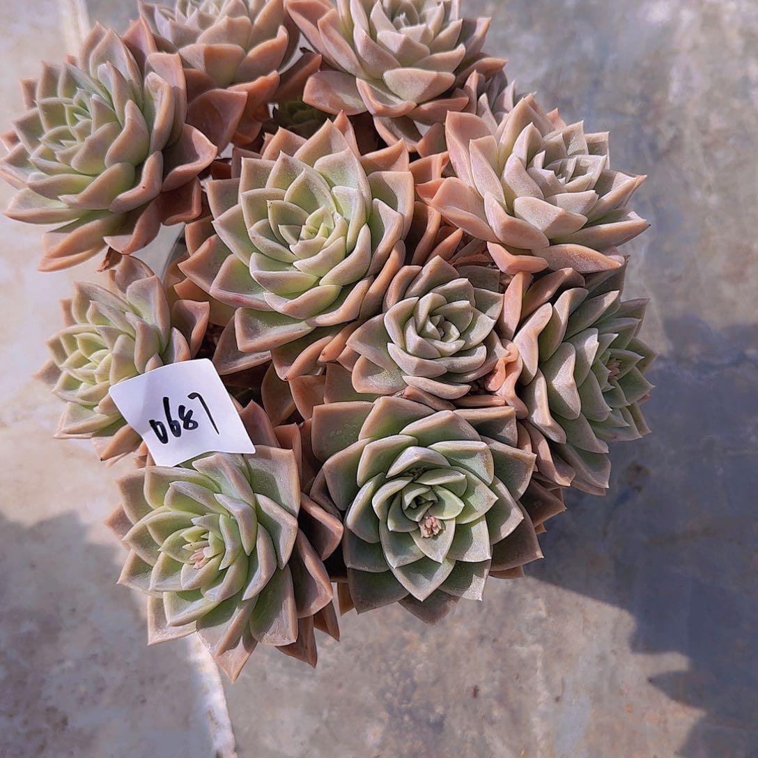 蓝*0687哈利多肉植物