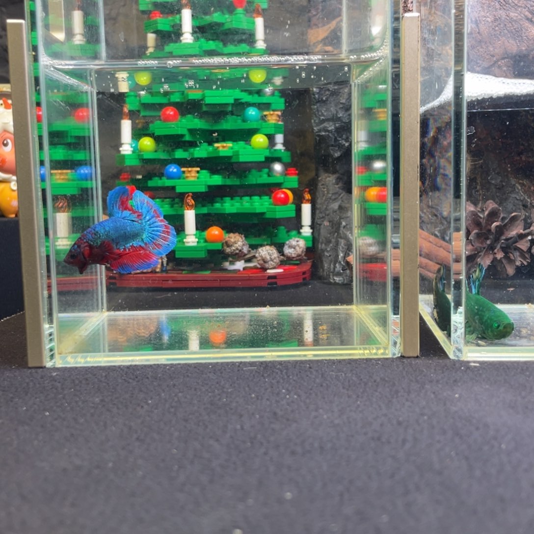 斗鱼十二月二十九日竞价