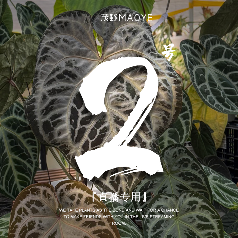 红水晶 籽播优选茂野绿植室内绿植绿植盆栽室内