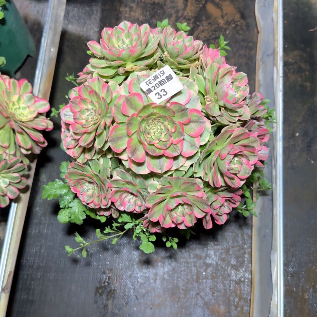 玉兔多肉植物法师33