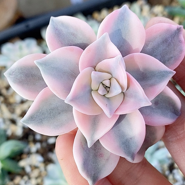 紫乐紫乐一物一拍，