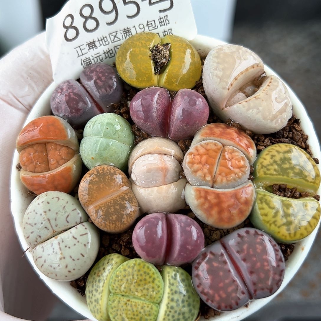 好养易活生石花大母本8895