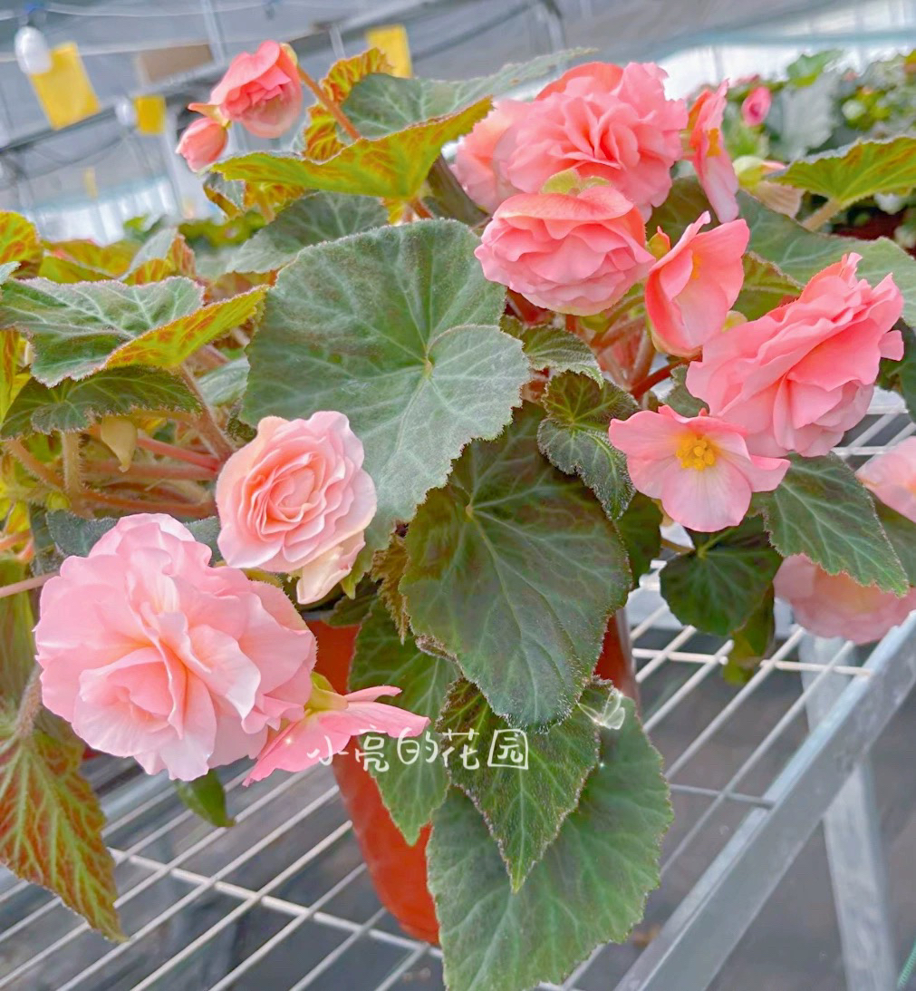 【甜心玫瑰】重瓣海棠多年生室内花卉 只包到手不包养护
