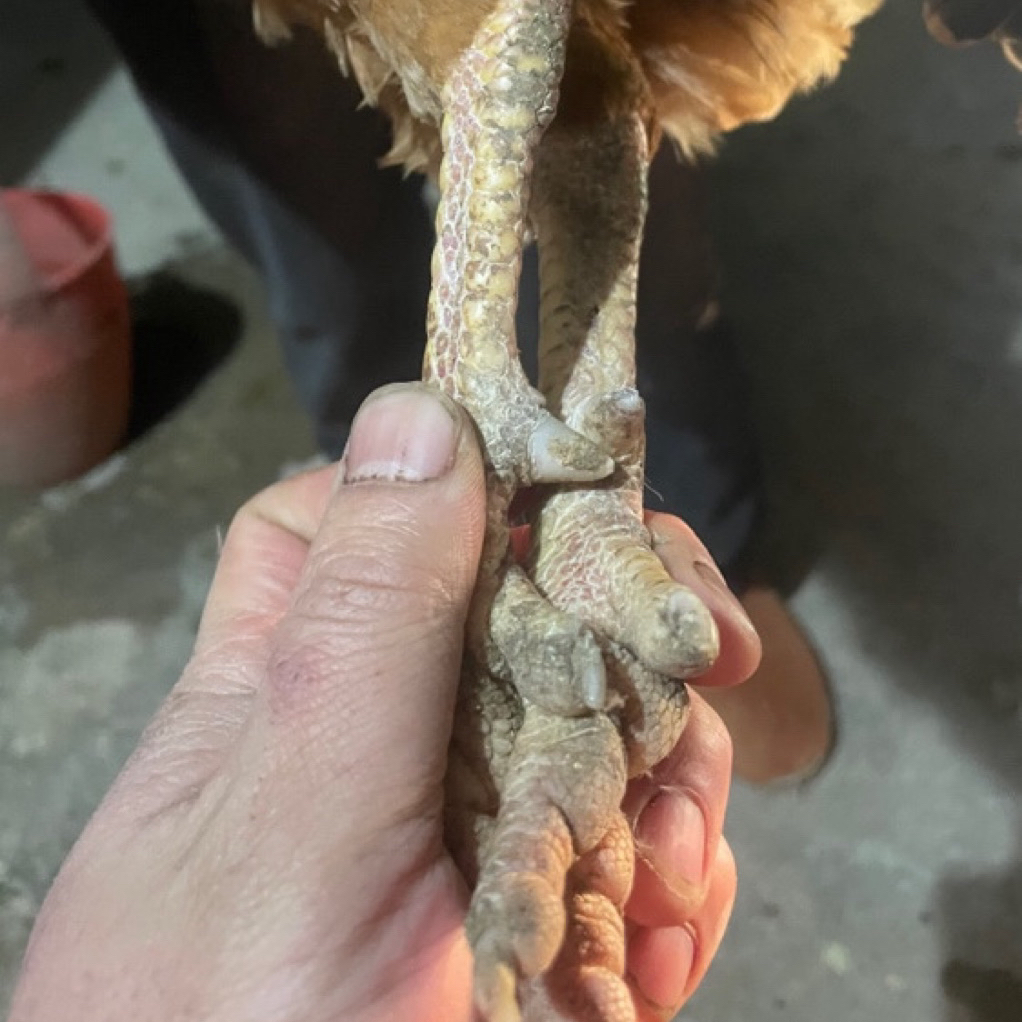 （艳子福利）农村散养土公鸡一年左右老公鸡五谷杂粮喂养