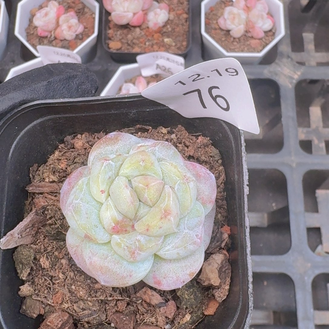 石化冰玉一颗脱土发货