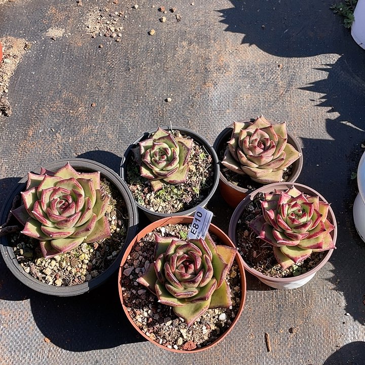 无花朵若如东云单拍E810