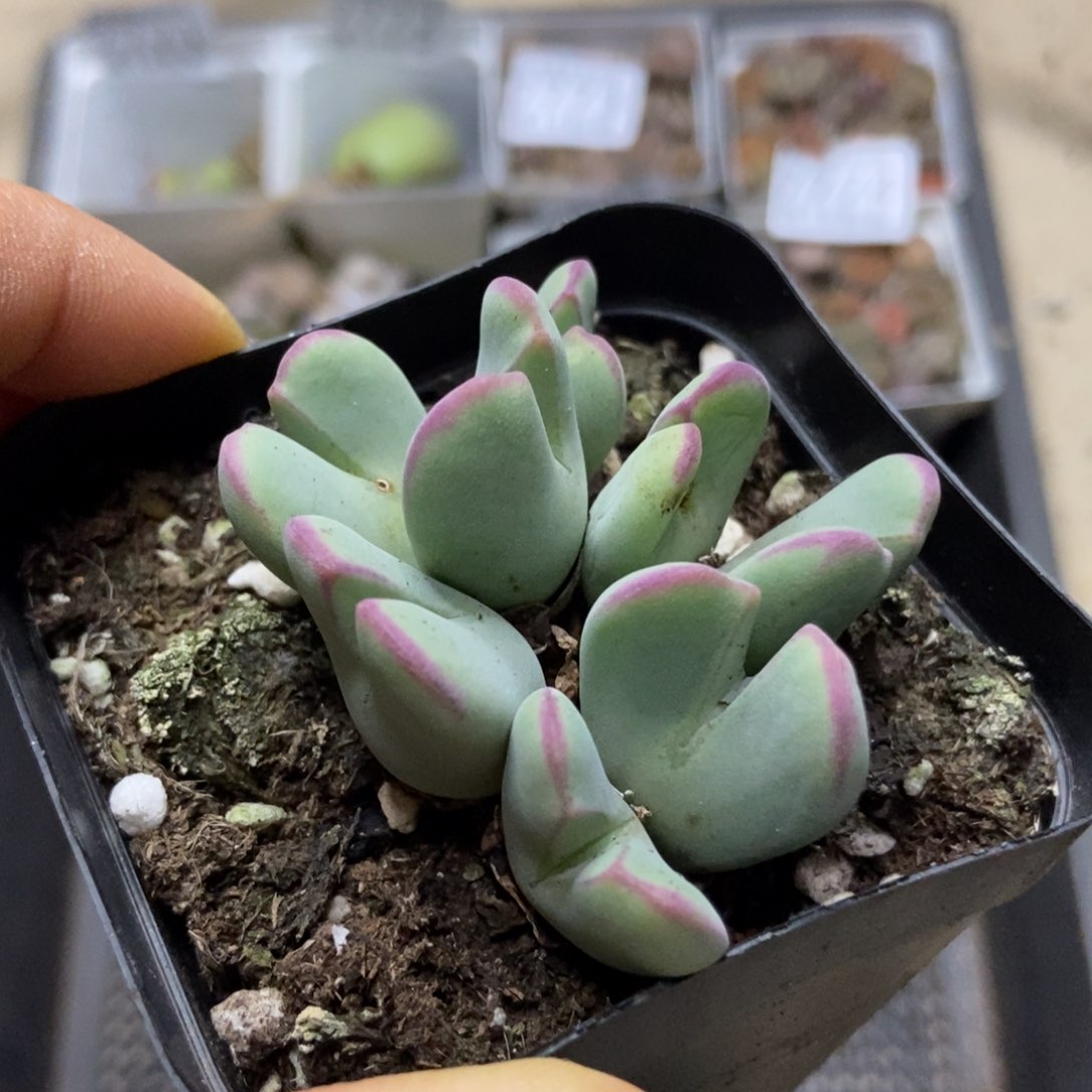 7778一盒七方红边少将有疤