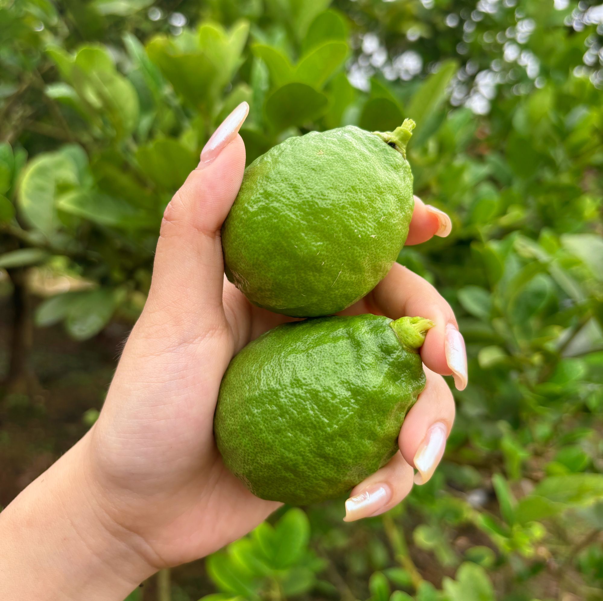 精选果广东香水柠檬暴打柠檬茶爆香型新鲜采摘奶茶店专用产地直发