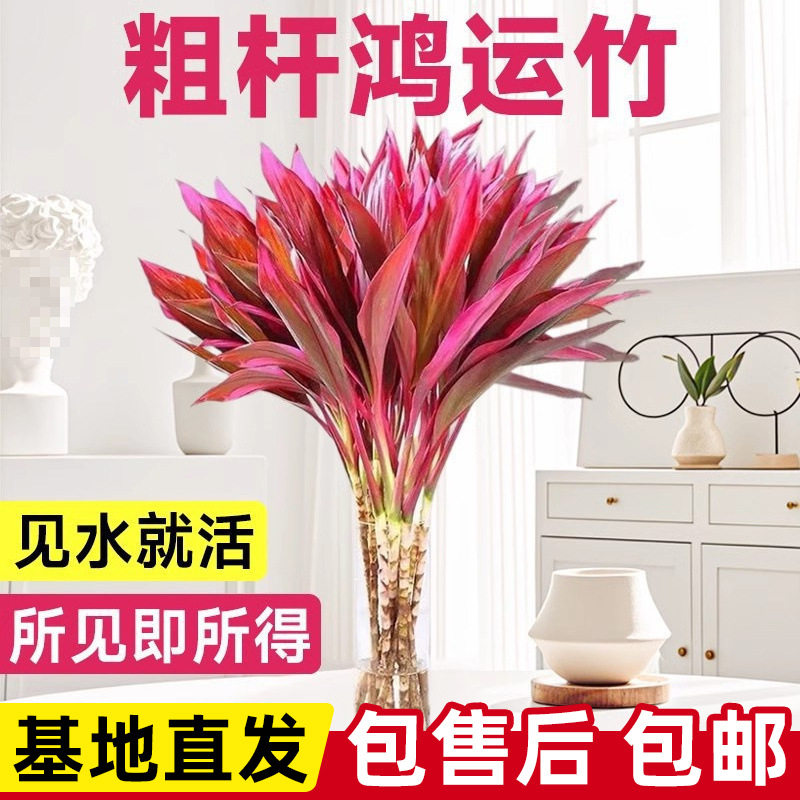 水培植物红紫竹鸿运当富贵竹粗杆带根客厅招财竹子室内好养活花卉