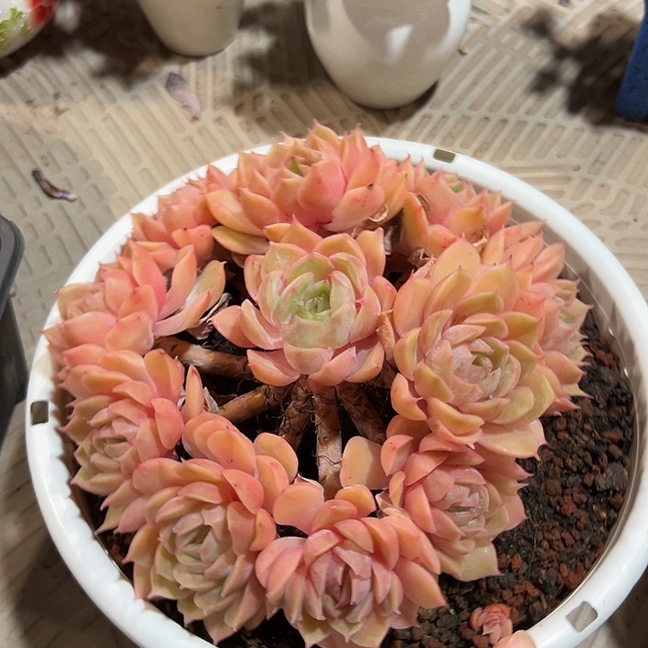 小丸子多肉一物一拍