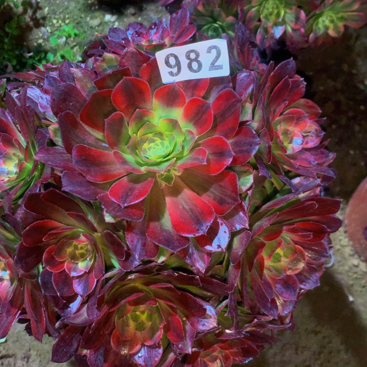 【闪购商品】用****8982安娜多肉