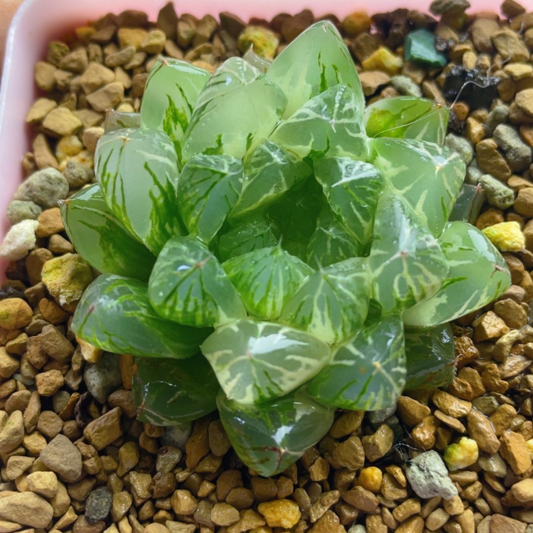 60. 十二卷多肉实生玉露锦。 