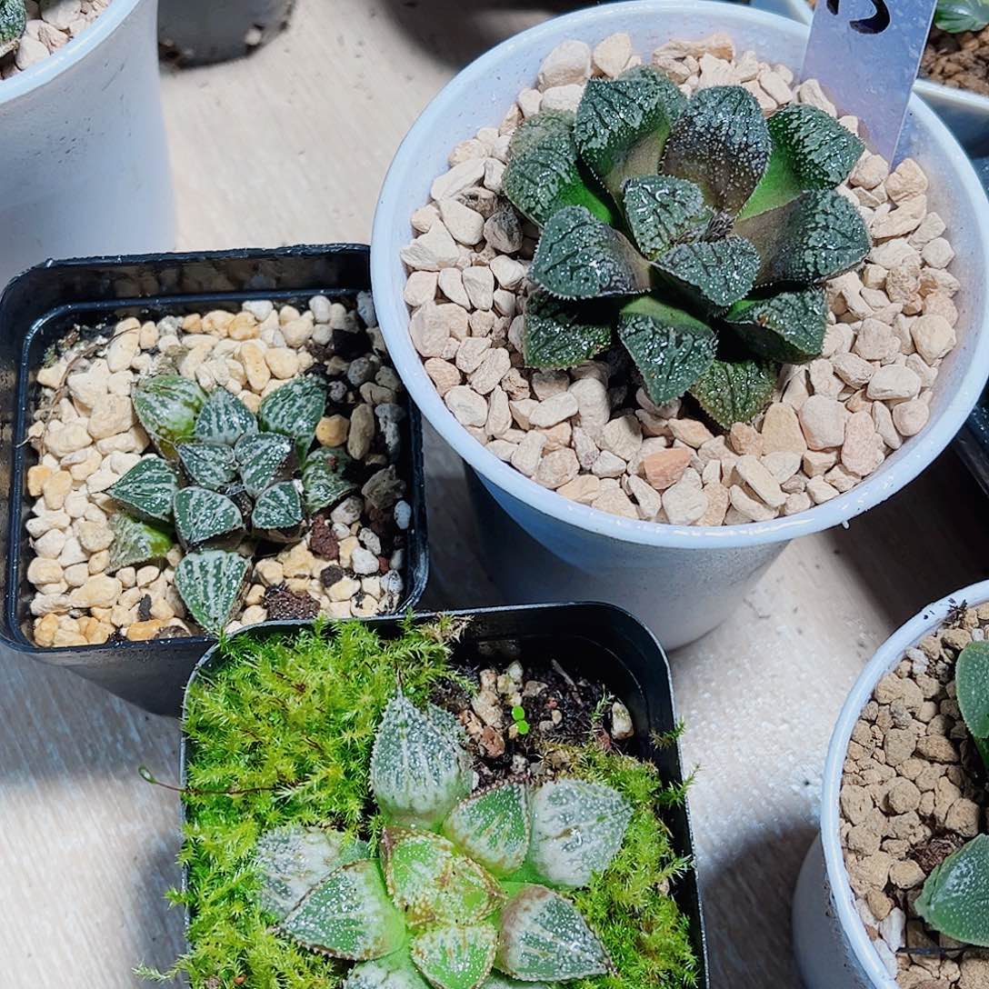 三颗好看肉肉非常好看