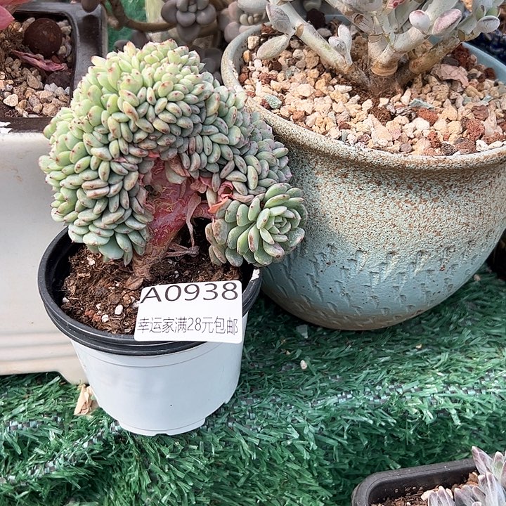 幸运的是我的朋友是我