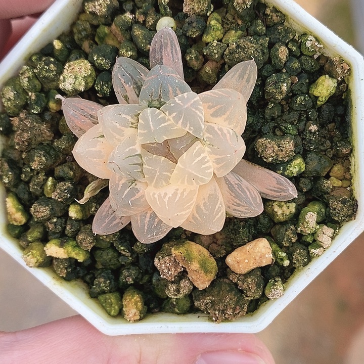 十二卷玉露狄原111