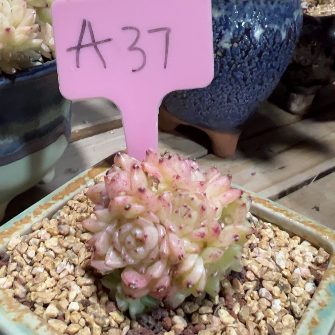 多肉植物一物一拍