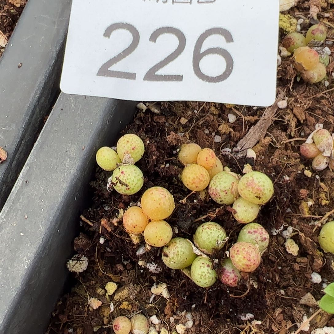 量拍以下3颗园艺1425.95龙猫斑马