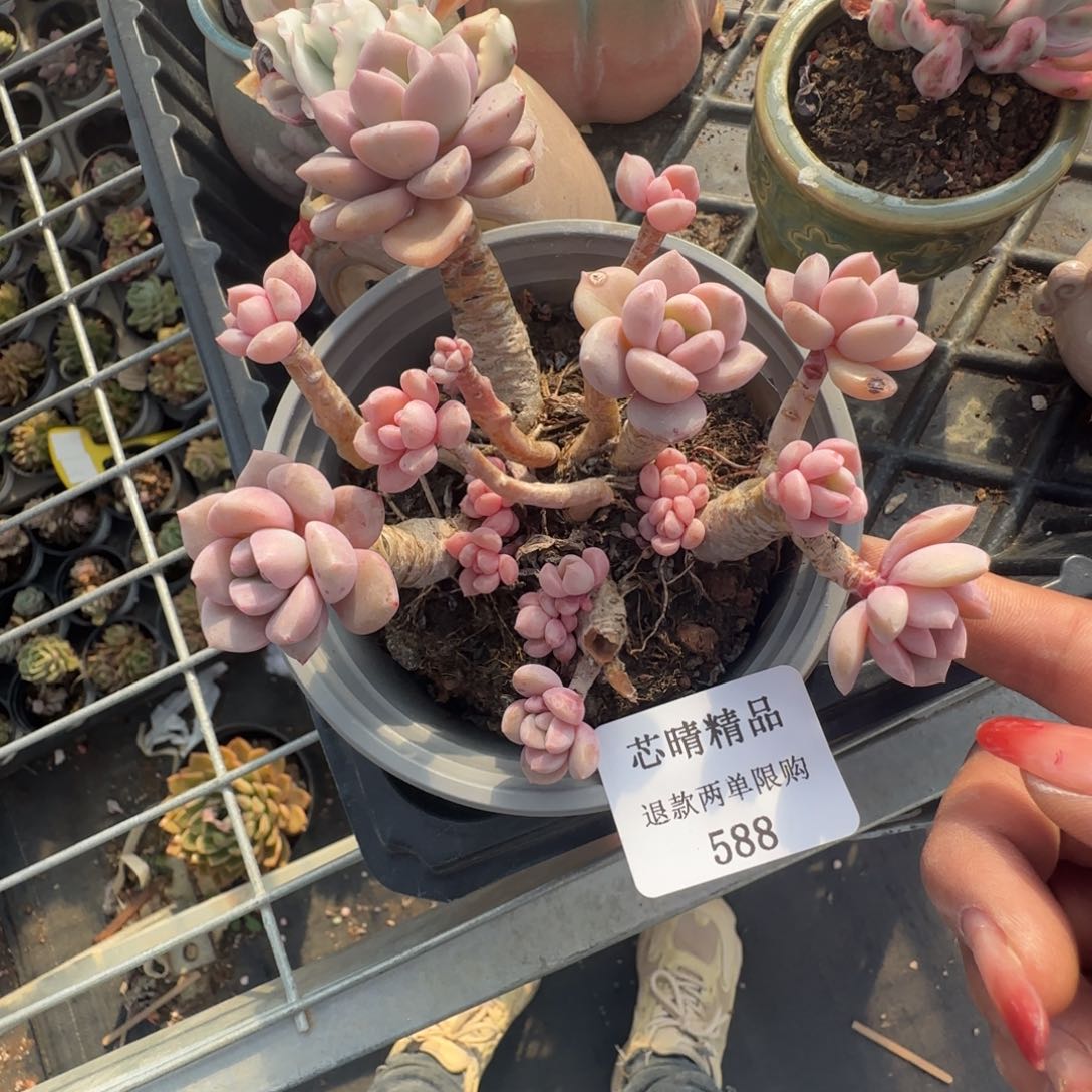 闪购精品多肉588号