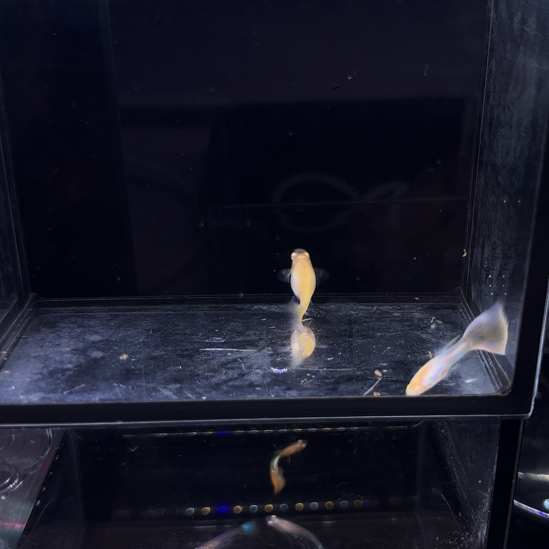 孔雀鱼极光幻彩一对大肚子