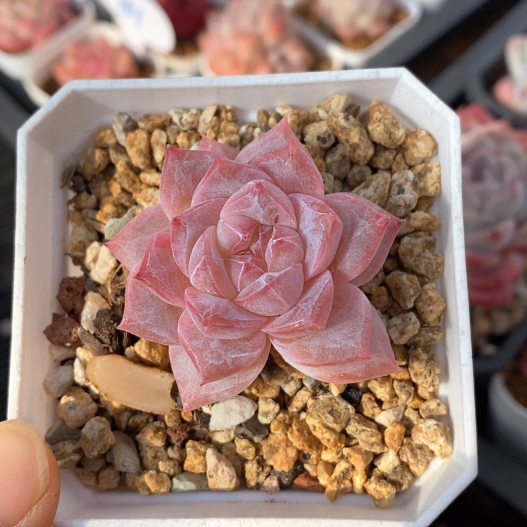 精品多肉一物一拍40