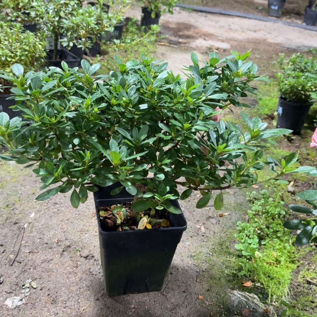 J***f完全开放桃梅锦杜鹃花