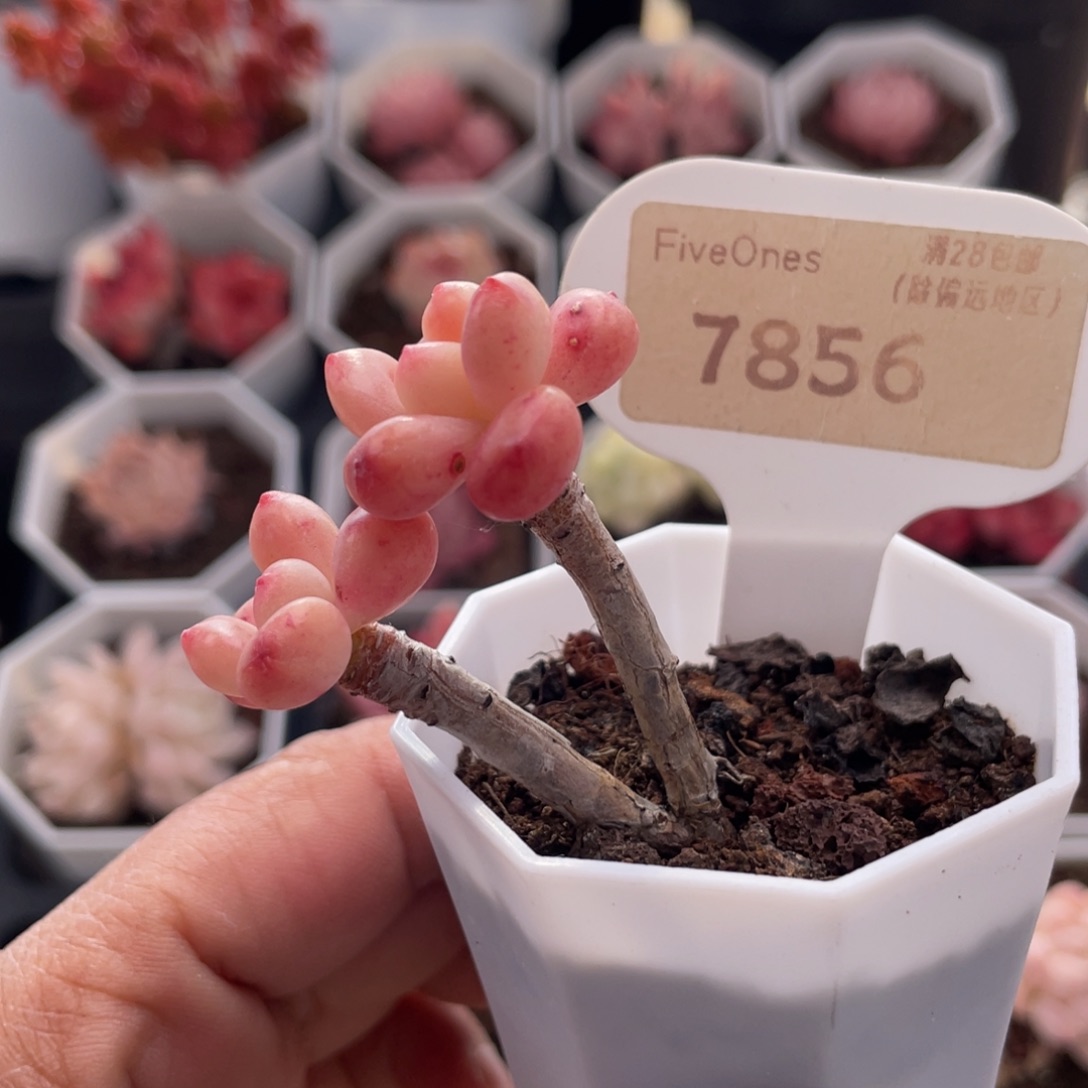 香格里拉7856-4.0厘米