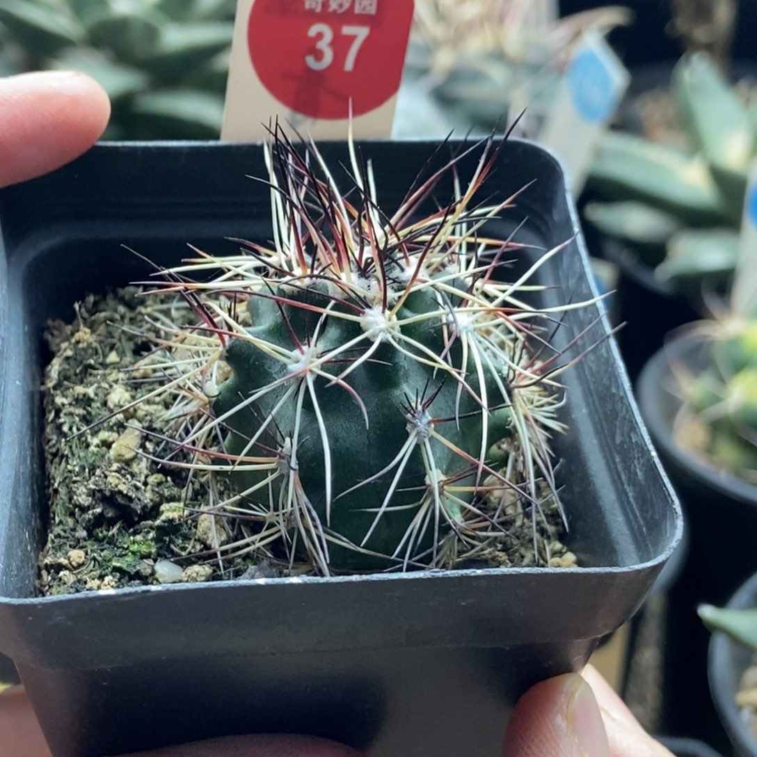 实生狂刺达氏青花虾一棵3.1cm