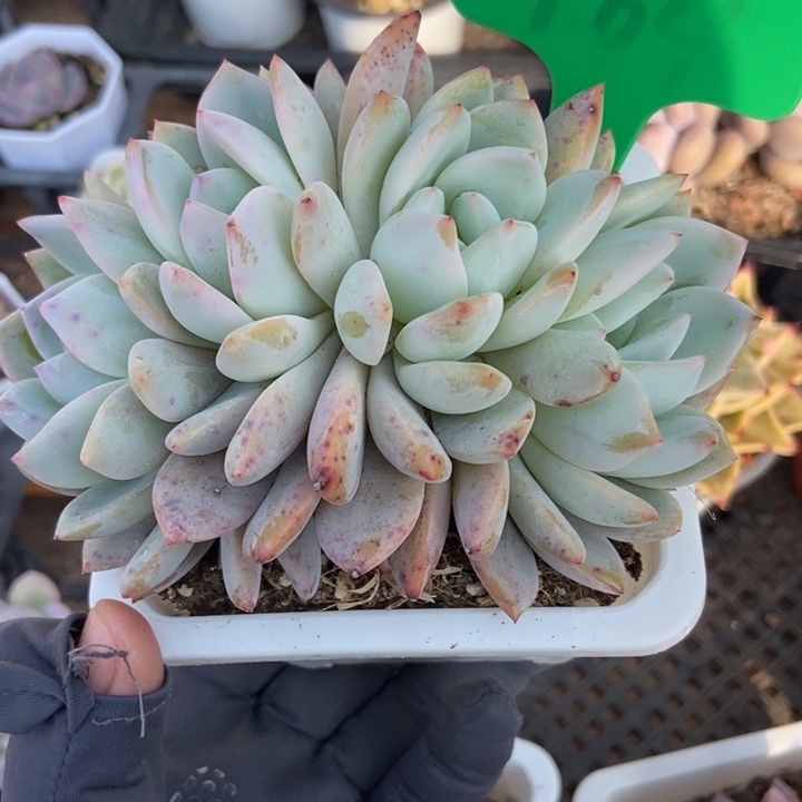 764橙子多肉植物保护