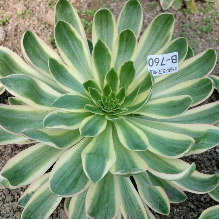 760青莲多肉12345678