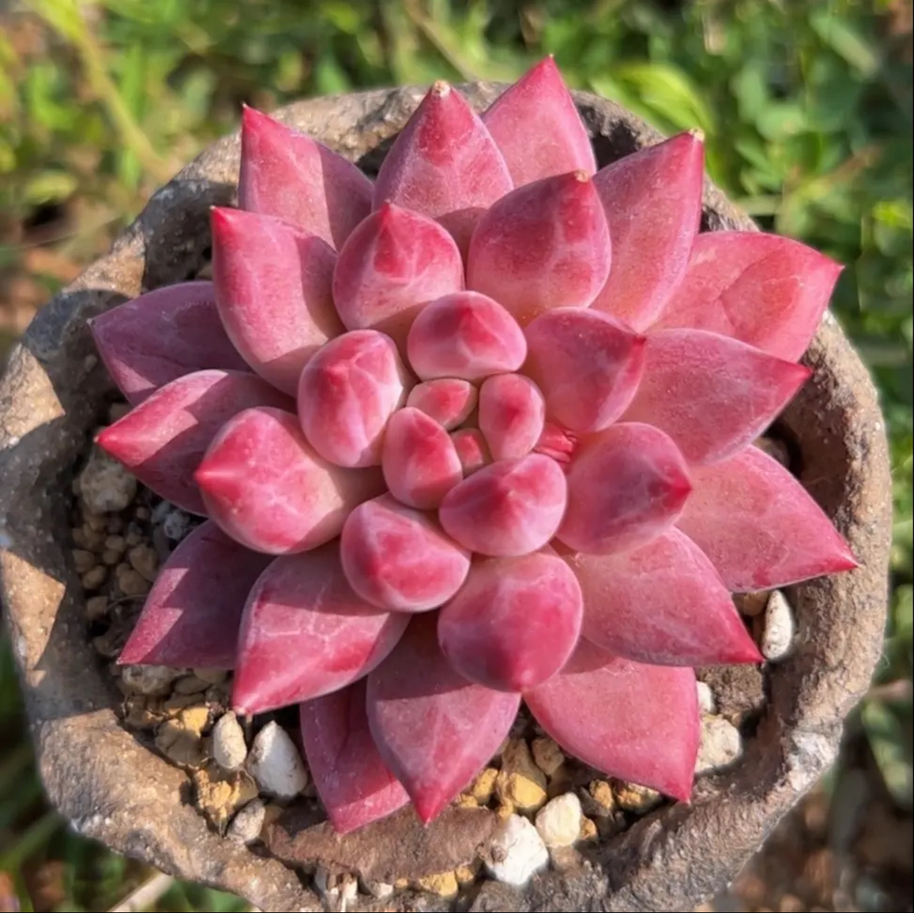 金鱼姫  精品多肉办公室阳台绿植园艺盆栽花卉庭院多肉植物