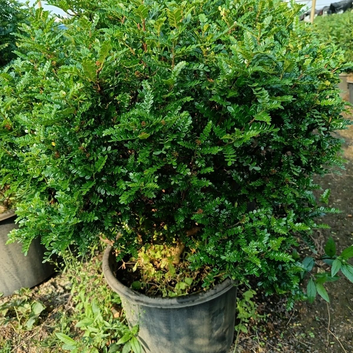 【直播间一物一拍】清香胡椒木盆栽绿植小苗造型原盆原土