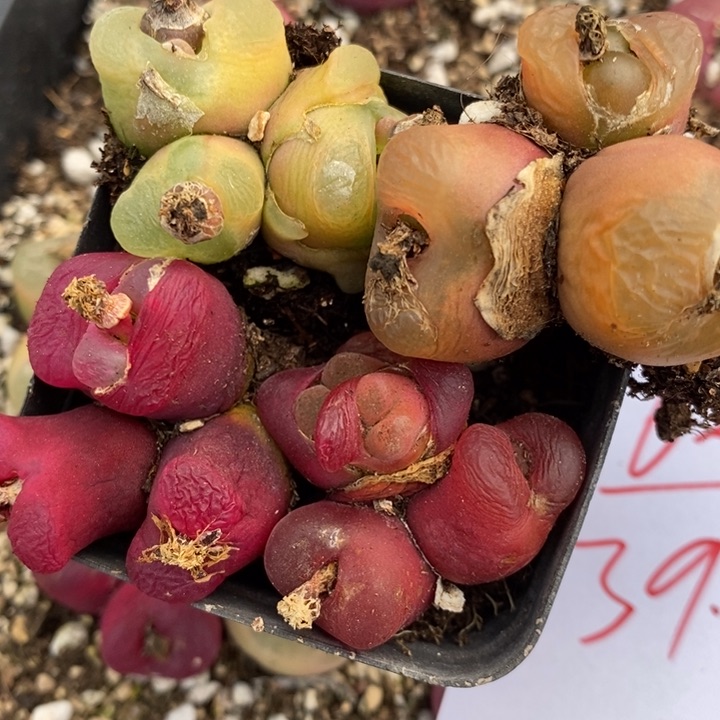 2160一组一组一组