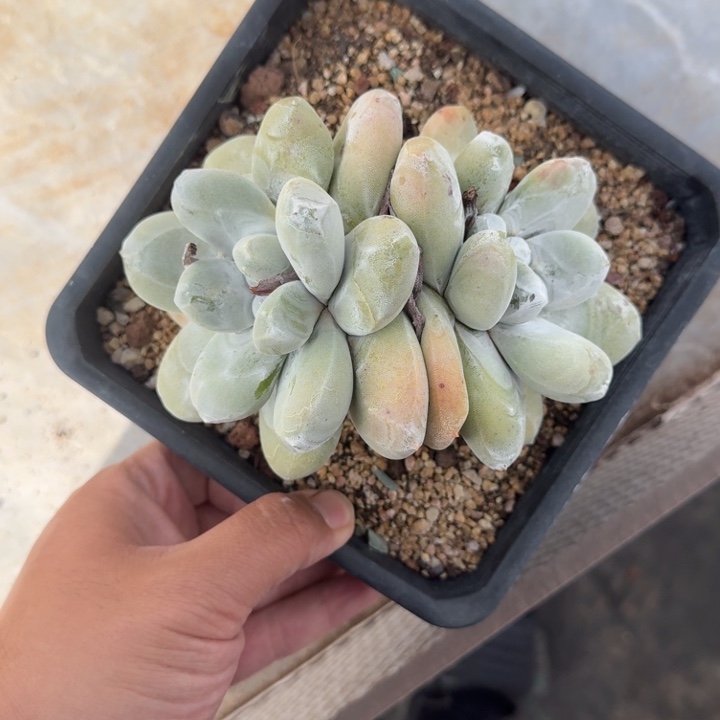 拇指仙女杯 双头 一物一拍