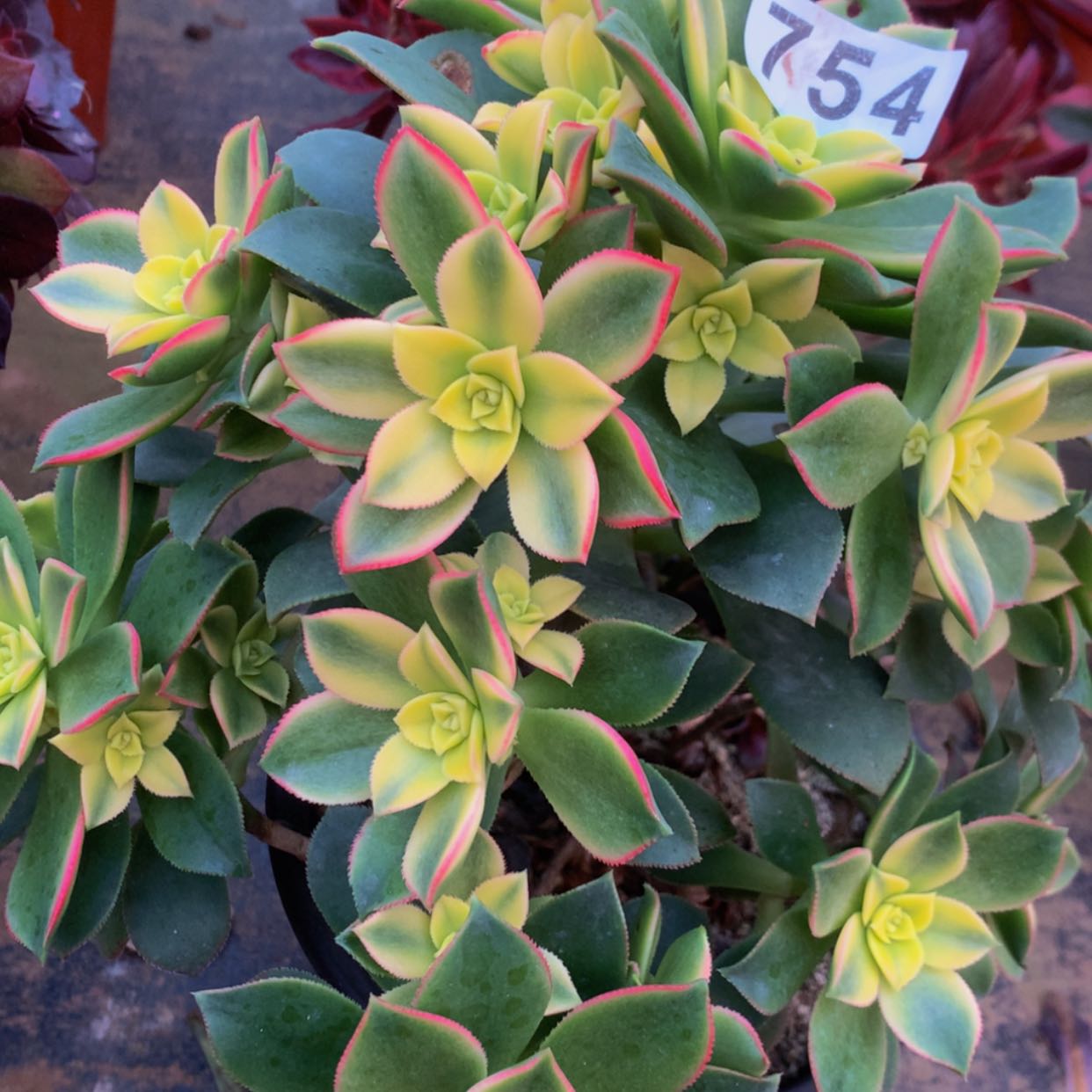 【闪购商品】754艳日辉多肉