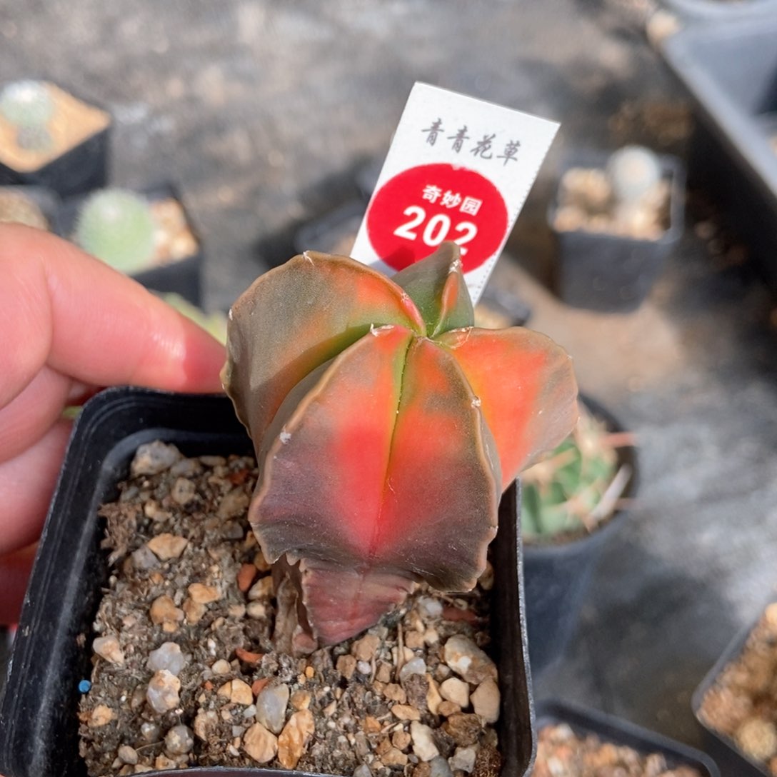 有疤鸾凤玉锦一颗仙人球