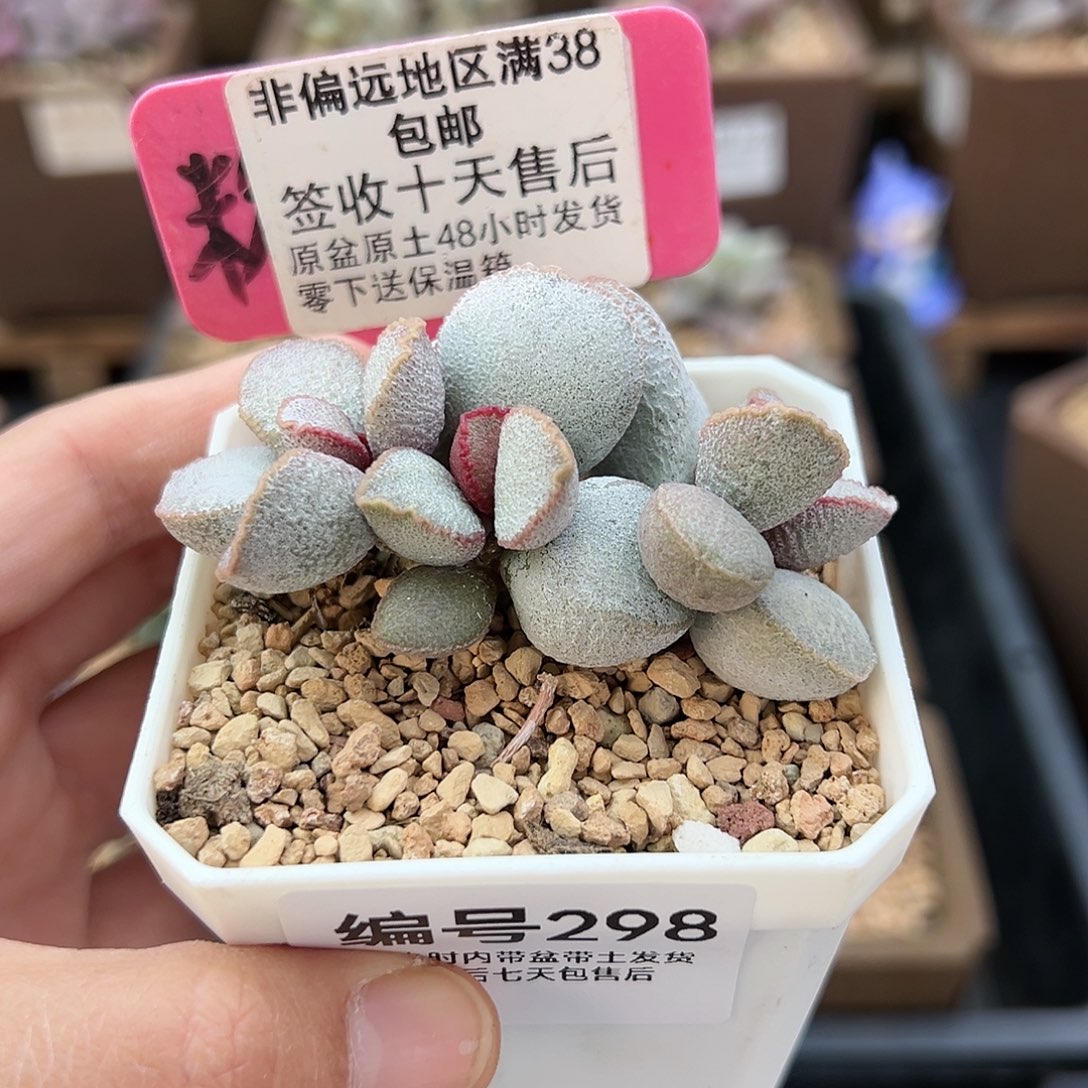 298九百号磨砂蛋多肉植物