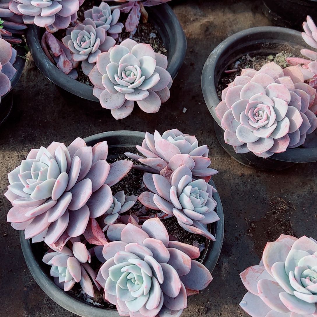 红茶多头群生老桩特价