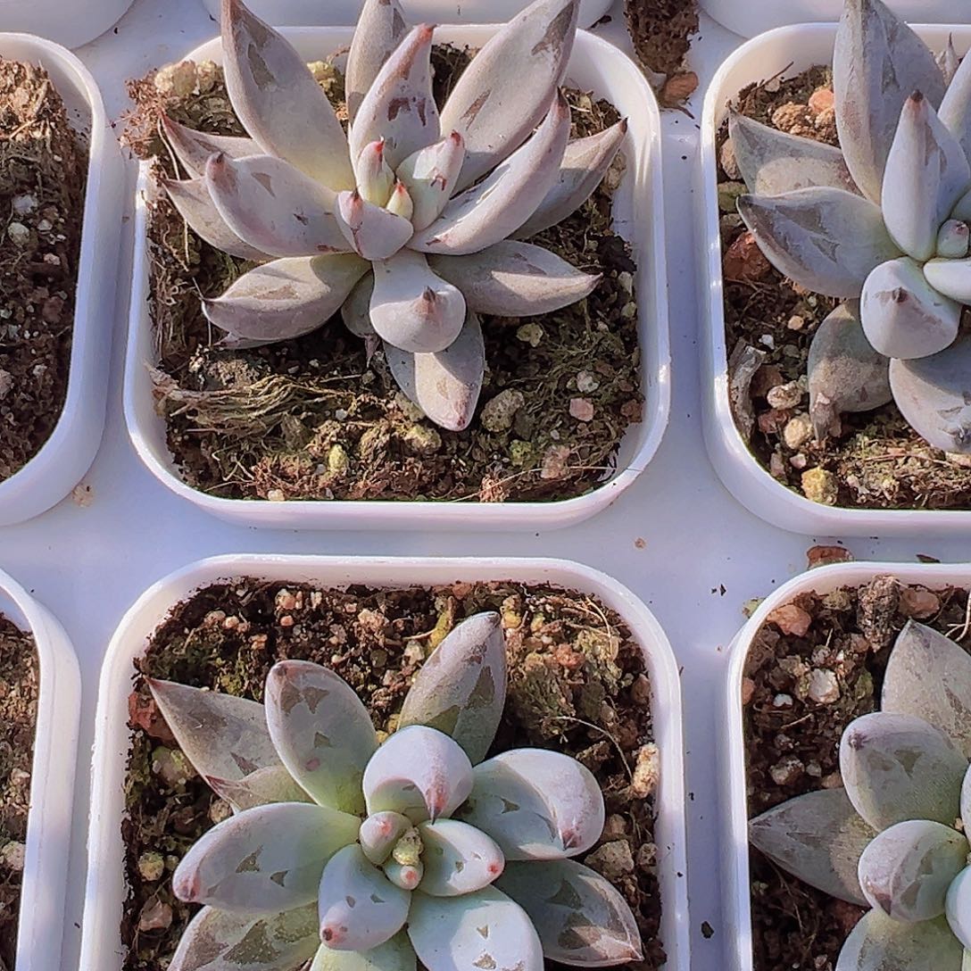 魔爪19包邮多肉植物